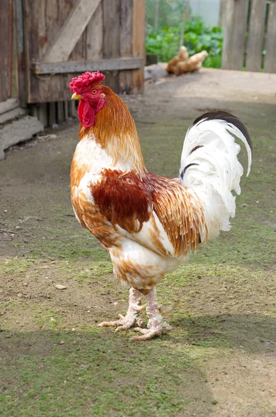 Rustic rooster in the yard — Stock Photo, Image