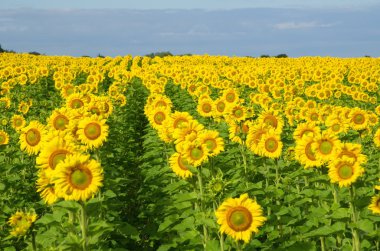 Güneşli bir yaz gününde ayçiçeği tarlası