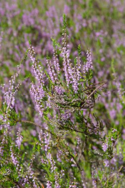 Ortak Heather (lat. Calluna vulgaris) portre