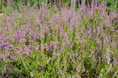 Heath (lat. Calluna vulgaris)