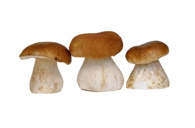 Boletus üç beyaz mantar