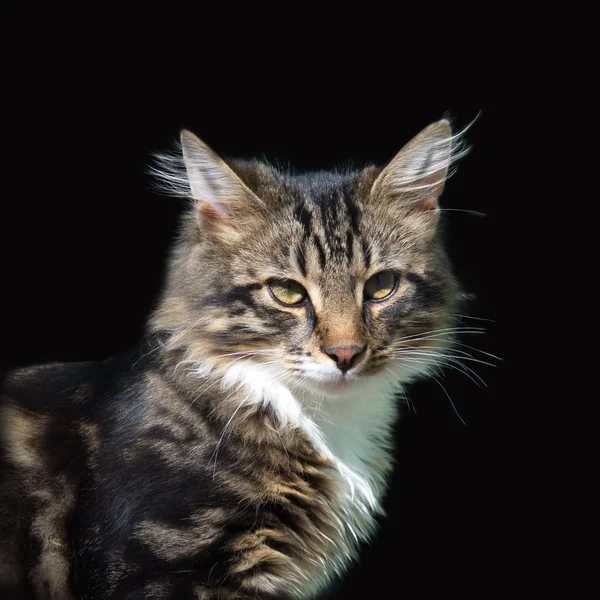 Retrato de gato sobre fondo negro — Foto de Stock