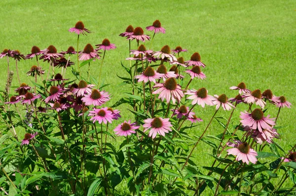 Flowers Echinacea purpurea — Stock Photo, Image