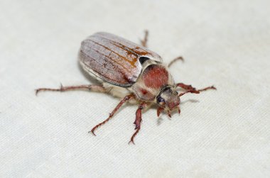 Cockchafer (lat. baktım vulgaris) 