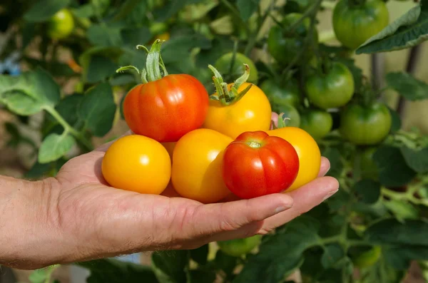 Tomates maduros en la palma — Foto de Stock