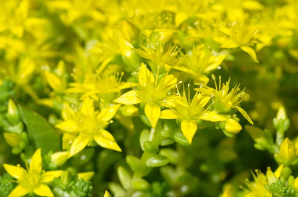 Bahçede Çiçek Açan Sedum Arazisi — Stok fotoğraf