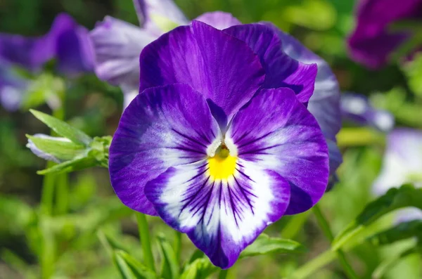 Viola Tricolor Pansies Close — Fotografia de Stock