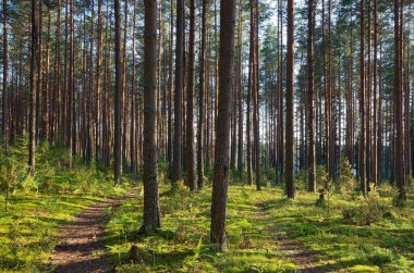 Seliger 'in doğası. Bir yaz gününde çam ormanı