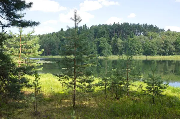 Natureza Seliger Pinheiros Jovens Costa Lago Dokhlets Região Tver Rússia — Fotografia de Stock