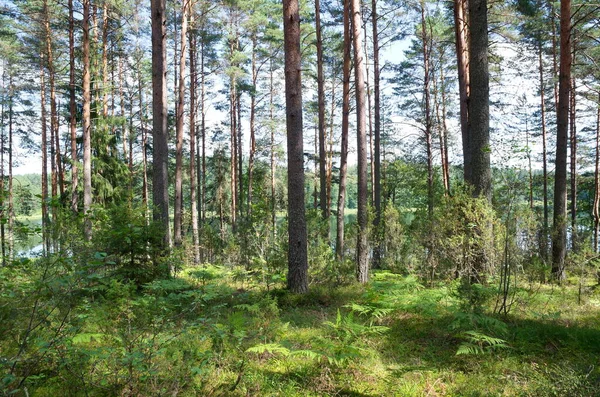 Natureza Seliger Floresta Costa Lago Dokhlets Região Tver Rússia — Fotografia de Stock