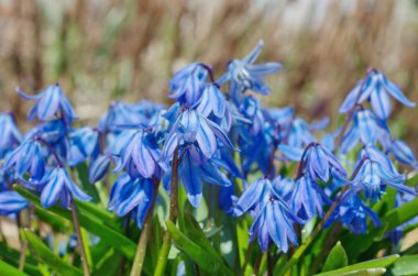 Blooming Scylla Double Taurica veya Scilla (lat. Scilla difolia L.)