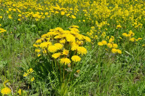 黄色的蒲公英 春天里在草地上盛开 — 图库照片