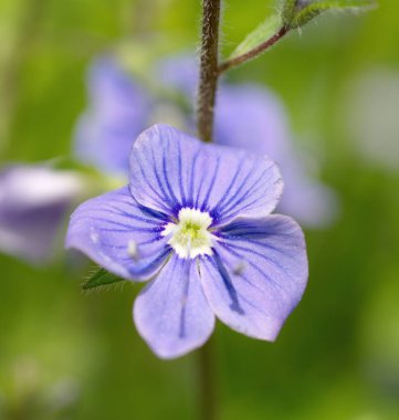 Veronica Chamaedrys çiçeği yakın plan