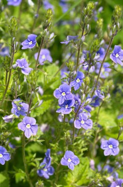 Çiçek açan Veronica Chamaedry 'ler bir yaz gününde