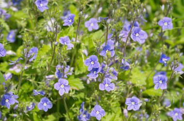 Veronica Chamaedrys bir yaz günü çiçek açar.