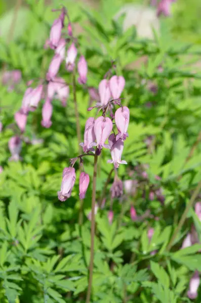 Dicentra Eximia Floresce Canteiro Flores Jardim — Fotografia de Stock