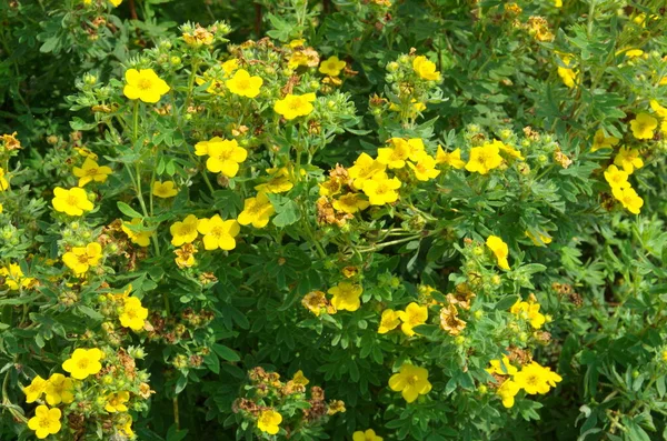 Dasiphora Fruticosa Kuril Çayı Bahçede Çiçek Açar — Stok fotoğraf