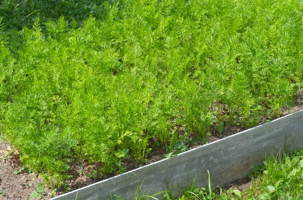 Carrots Grow Bed Vegetable Garden — Stock Photo, Image