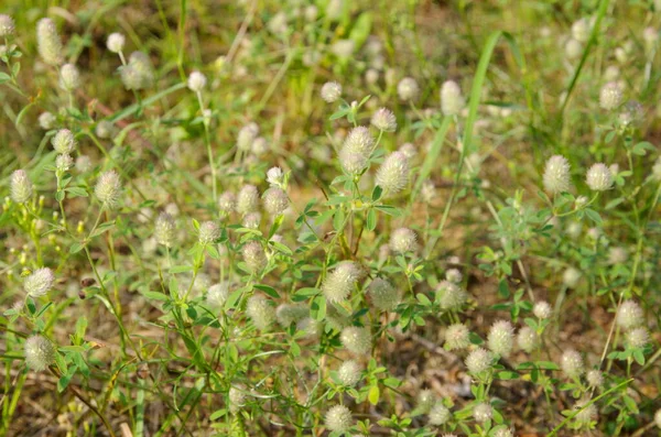 Blooming Field Clover Lat Trifolium Arvense Background — Stock Photo, Image