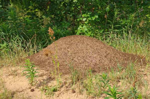여름철에는 개미집 — 스톡 사진
