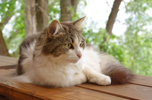 Largo Pelo Gris Blanco Gato Acostado Aire Libre — Foto de Stock