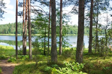 Dohlets Gölü kıyısındaki kozalaklı orman. Tver bölgesi, Rusya