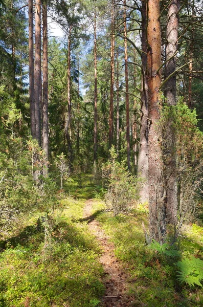Camino Bosque Coníferas Región Tver Rusia — Foto de Stock