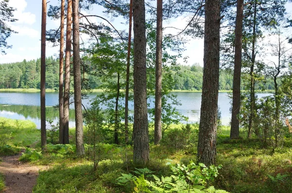 Floresta Coníferas Margem Lago Dohlets Tver Região Rússia — Fotografia de Stock