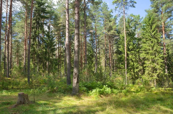 Las Iglasty Rejonie Tweru Letni Dzień Rosja — Zdjęcie stockowe