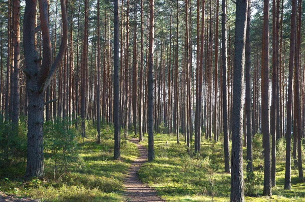 Bosque Pinos Región Tver Día Verano Rusia — Foto de Stock