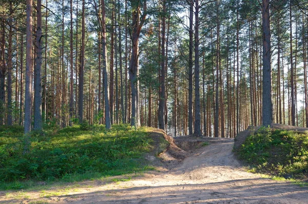 Bosque Pinos Soleado Día Verano Región Tver Rusia — Foto de Stock