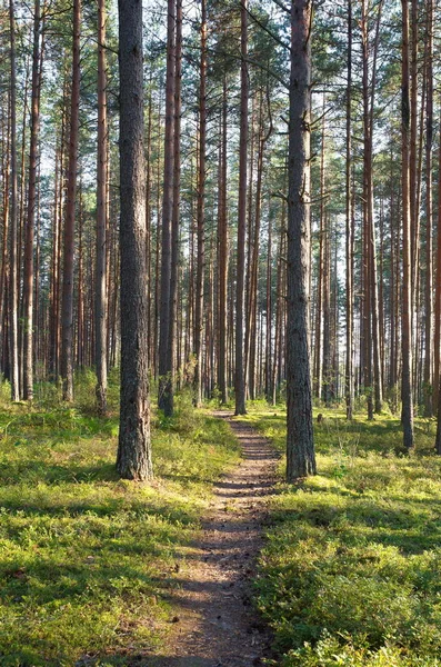 Camino Bosque Pinos Región Tver Rusia — Foto de Stock