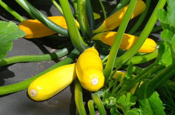 Yellow Zucchini Grow Bed Covered Black Non Woven Fabric — Stock Photo, Image