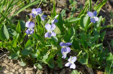 Orman menekşeleri. Viola Reichenbachiana Baharda çiçek açar