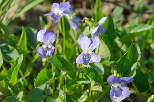 Reichenbach menekşesi veya ormanın menekşesi (Lat. Viola Reichenbachiana)
