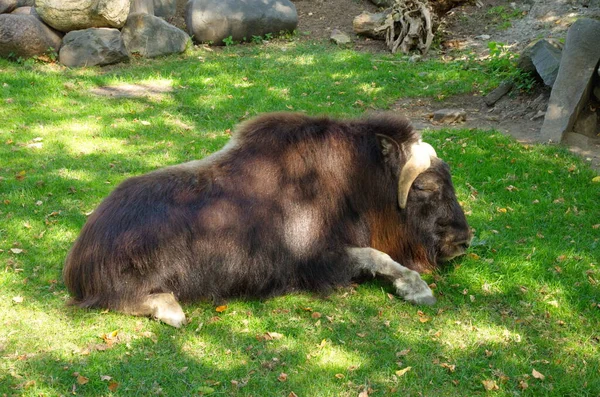 Мускусный Бык Лат Ovibos Moschatus Лежащий Траве — стоковое фото