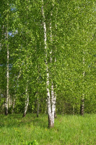 Berken Een Zonnige Lentedag — Stockfoto