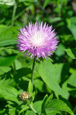 Karnabahar (Lat. Centaurea deal bata) yaz bahçesinde çiçek açar.