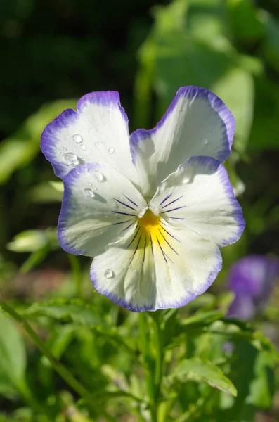 Viola Tricolor Pansies Jardim Close — Fotografia de Stock