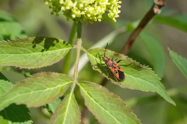 Bug Soldier Lat Pyrrhocoris Apterus Pada Daun Hijau — Stok Foto