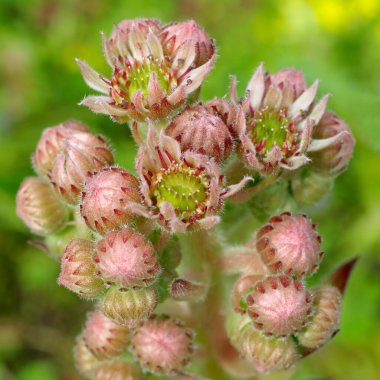 Çiçekli Sempervivum bitkisi. Infloresans yakın çekim