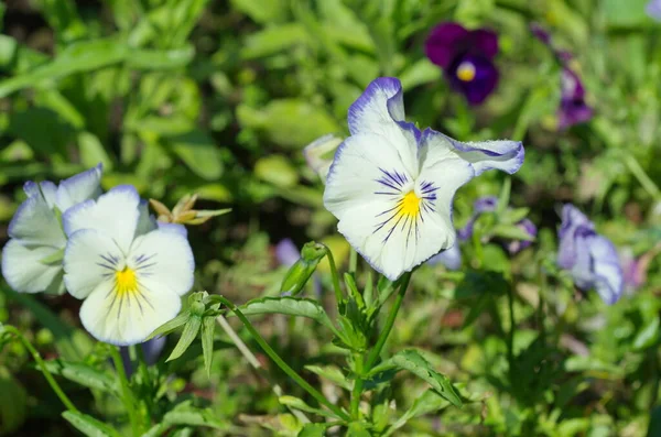 Violet Tricolore Lat Viola Tricolor Des Culottes Fleurissent Dans Jardin — Photo