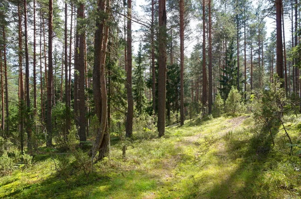 Bosque Coníferas Región Tver Día Verano Rusia — Foto de Stock