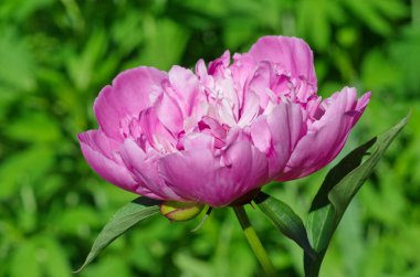 Çiçekli pembe şakayık (lat. Yeşilliğin arka planında yakın plan)