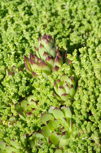 Sempervivum Roślina Tle Sedum Akr Kwietniku Ogrodzie — Zdjęcie stockowe