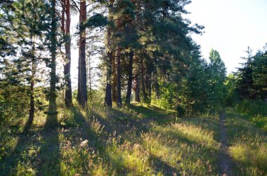 Seliger 'in doğası. Ağaçlarla akşam manzarası