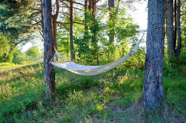 Hammock in the forest on a summer evening