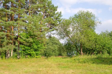 The nature of Seliger. Summer landscape with trees on the shore of Lake Glubokoe