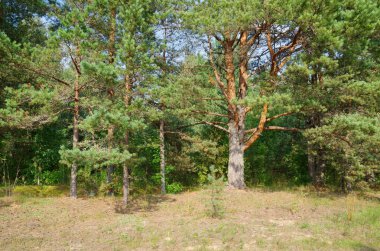The nature of Seliger. Summer landscape with pine trees