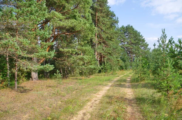 Summer landscape with pine trees and a path